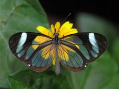 بالصور 10 من اغرب و اجمل الفراشات في العالم1.jpg